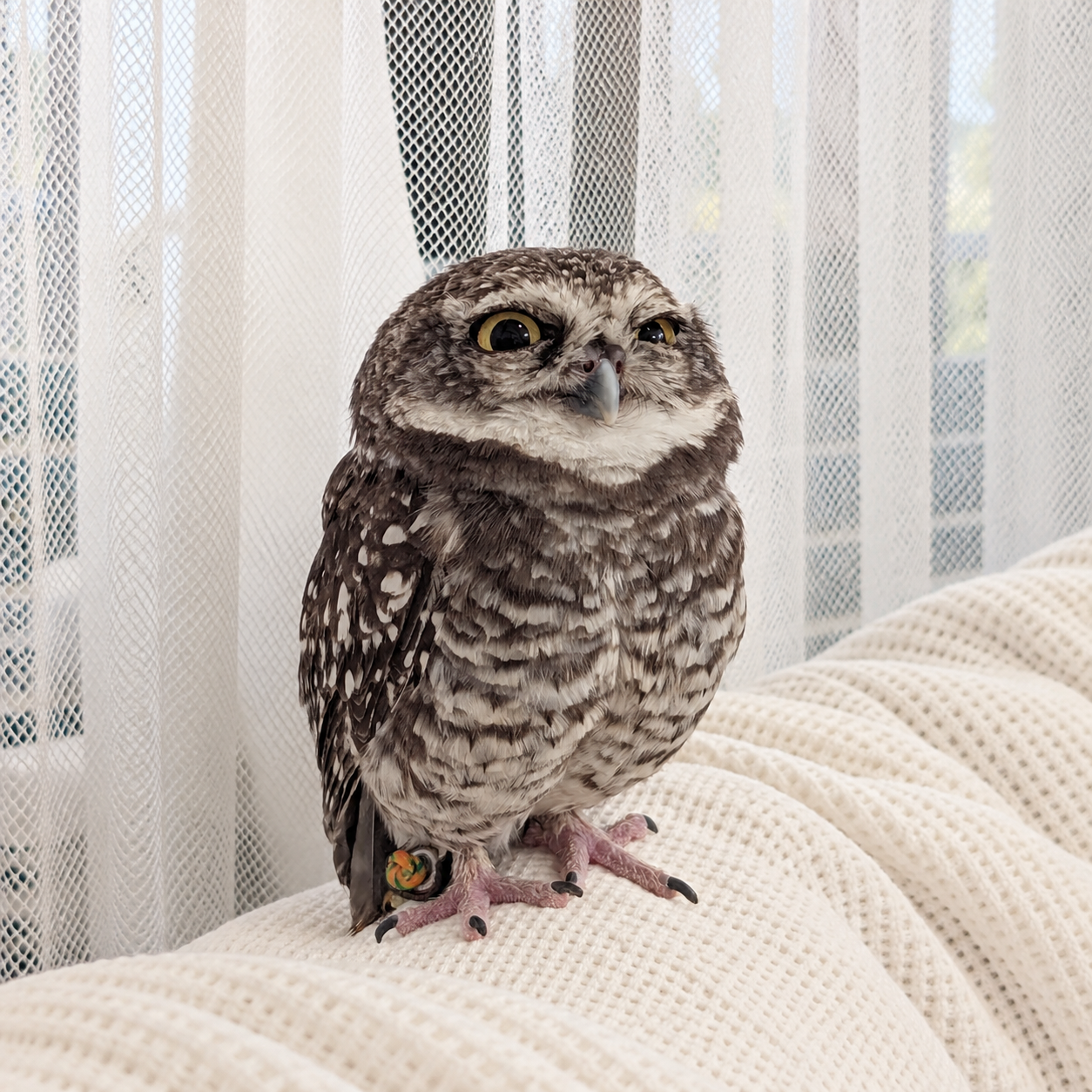 Sweat Potato owl giving a deeply suspicious sideways glance